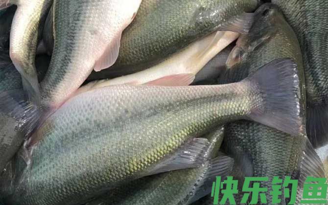 鲈鱼是海鱼吗(图4)