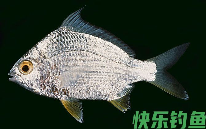 鲈鱼是海鱼吗(图5)