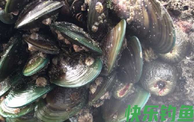 海虹和贻贝有什么区别(图2)