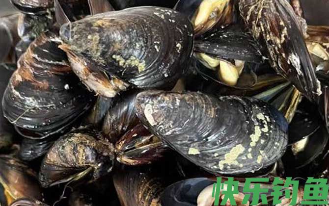 海虹和贻贝有什么区别(图3)
