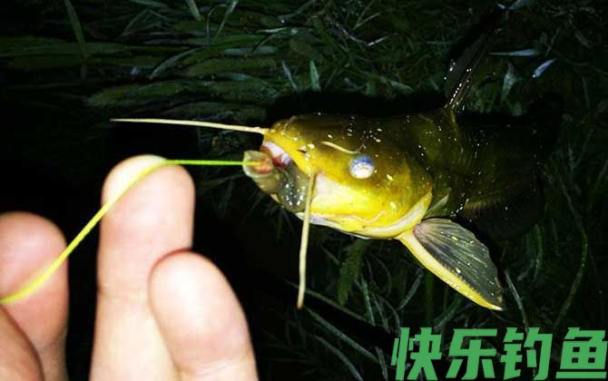 黄骨鱼和黄辣丁是一种鱼吗(图4)