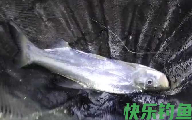 翘嘴为什么出水就死了(图2)