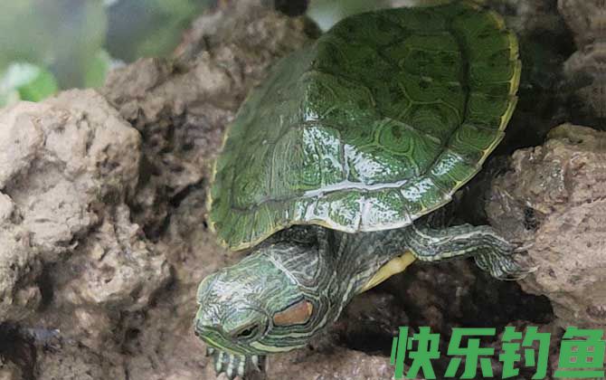 巴西彩龟是什么龟(图2)