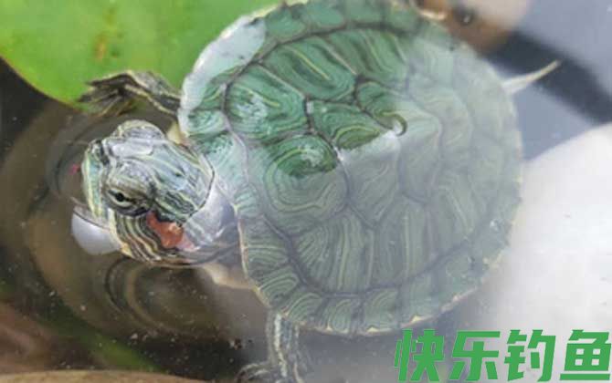 巴西彩龟是什么龟(图5)