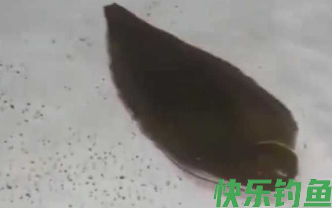 龙利鱼有鱼鳞吗(图1)