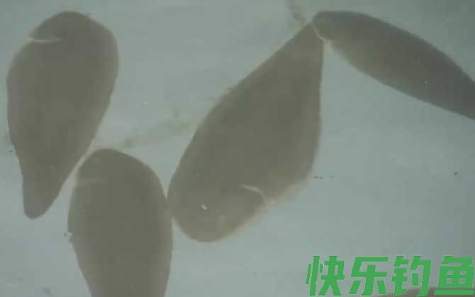 龙利鱼有鱼鳞吗(图2)