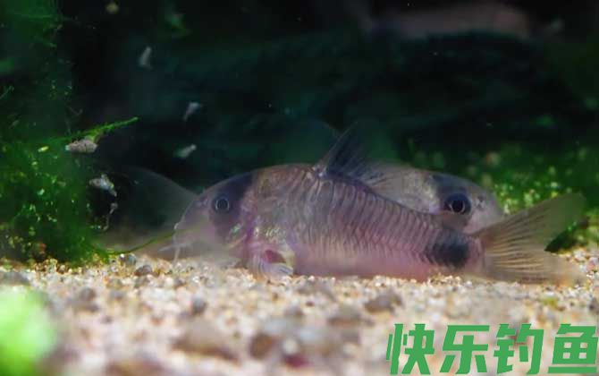 鼠鱼怎么分公母(图1)