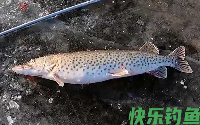 黑斑鱼是什么鱼(图1)