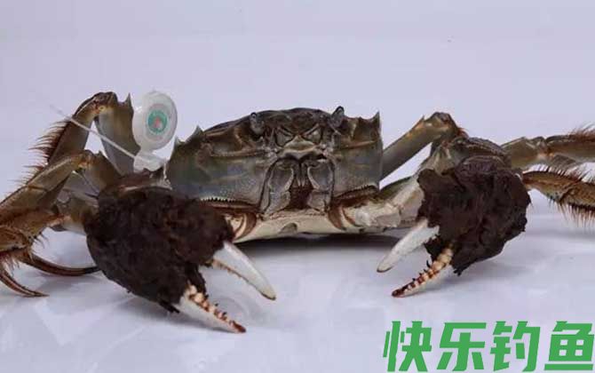 螃蟹价格多少钱一只(图1)