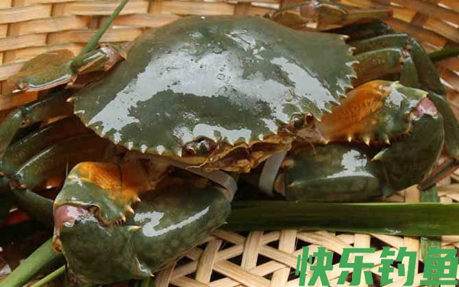 螃蟹价格多少钱一只(图2)
