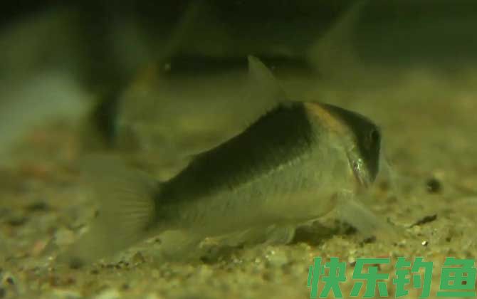 鼠鱼水温多少度合适(图2)