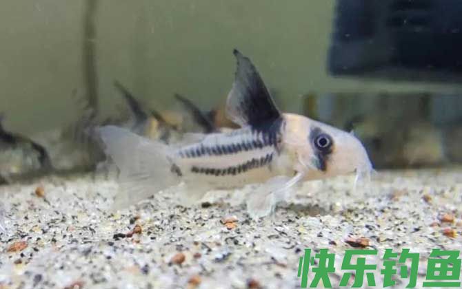 鼠鱼水温多少度合适(图3)