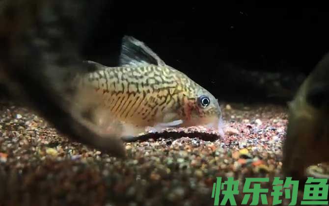 鼠鱼水温多少度合适(图1)