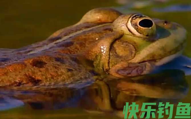 虎纹蛙是什么动物(图2)