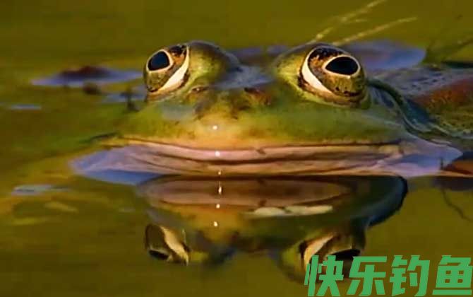 虎纹蛙是什么动物(图1)