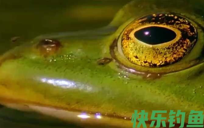 虎纹蛙是什么动物(图3)