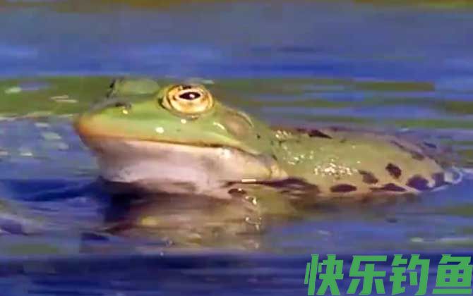虎纹蛙是什么动物(图4)