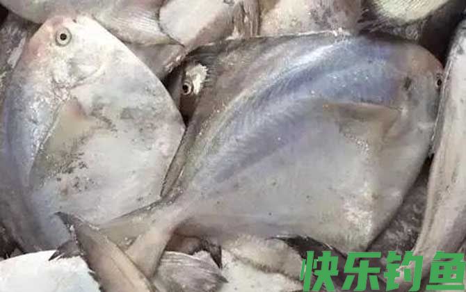 银鲳鱼和白鲳鱼有什么区别(图2)