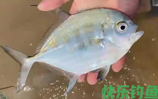 银鲳鱼和白鲳鱼有什么区别(图3)