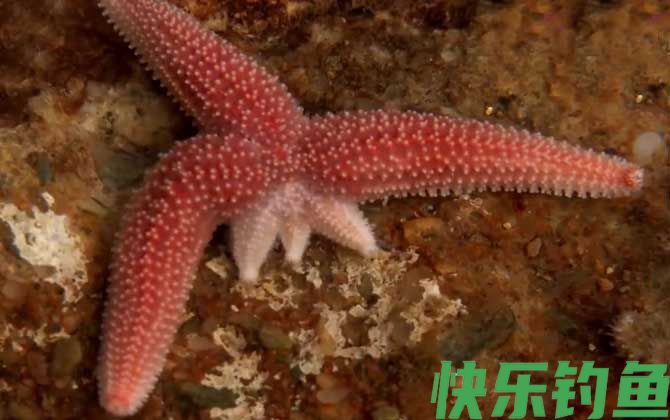 海星有毒吗(图3)