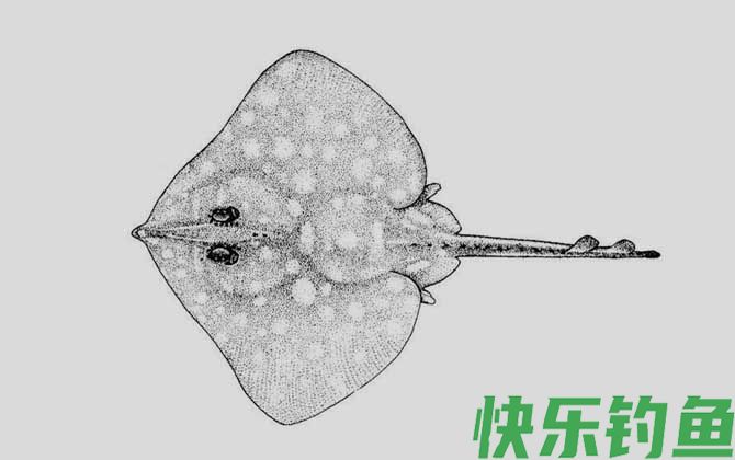 斑鳐是什么鱼(图2)
