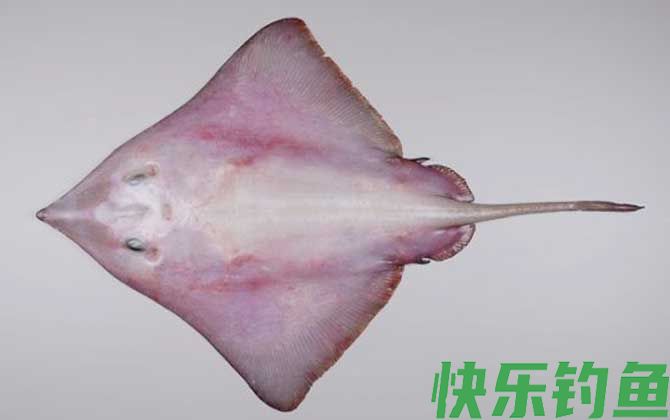 斑鳐是什么鱼(图4)
