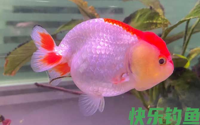 金鱼翻肚子是什么原因(图1)