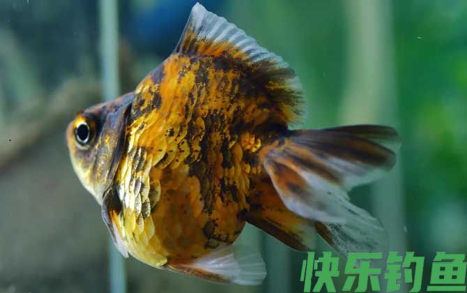 金鱼翻肚子是什么原因(图2)