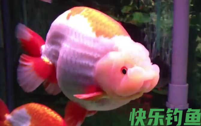 金鱼翻肚子是什么原因(图3)