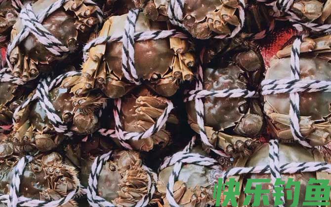 大闸蟹公的好还是母蟹好(图3)