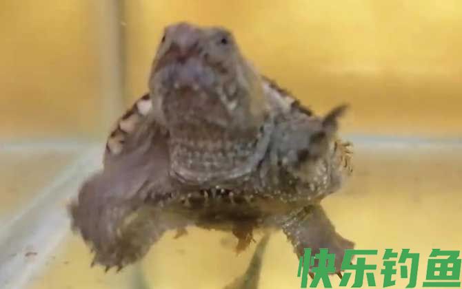 佛罗里达鳄龟是什么龟(图1)