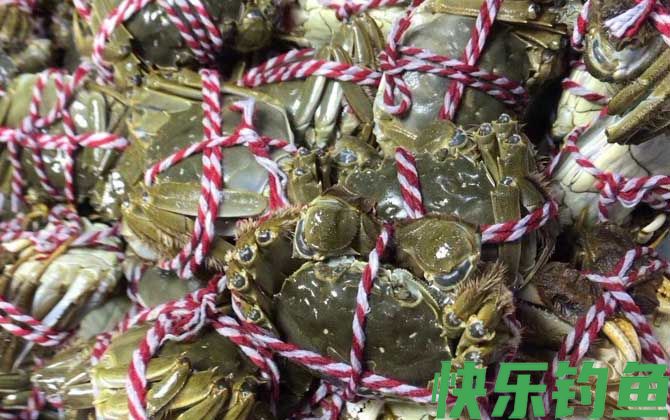 大闸蟹公的好还是母蟹好(图2)