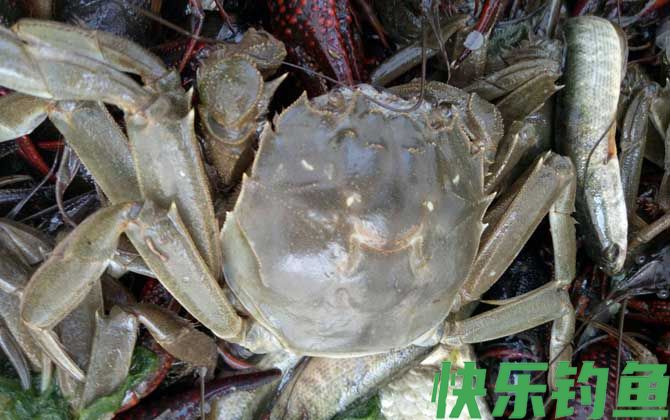 大闸蟹公的好还是母蟹好(图4)