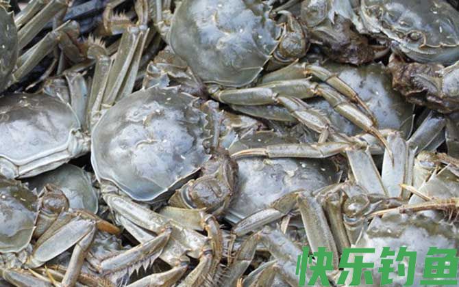 大闸蟹公的好还是母蟹好(图5)