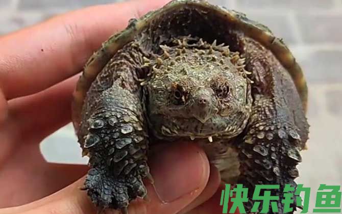 佛罗里达鳄龟是什么龟(图2)