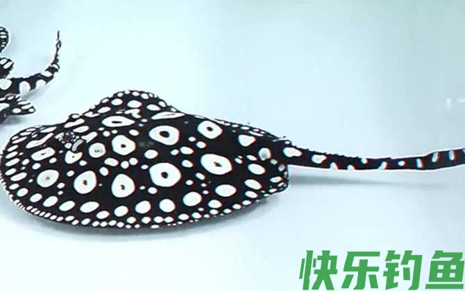 魟鱼是魔鬼鱼吗(图3)