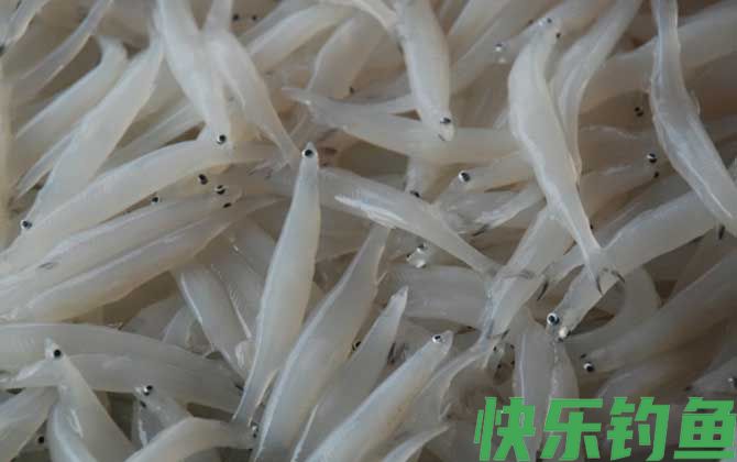 白肌银鱼是什么鱼(图1)