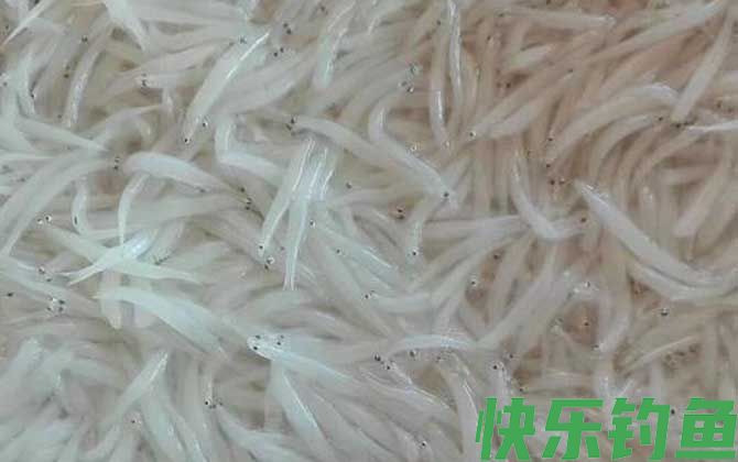 白肌银鱼是什么鱼(图4)