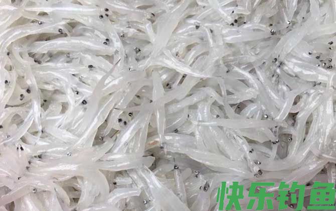 白肌银鱼是什么鱼(图2)