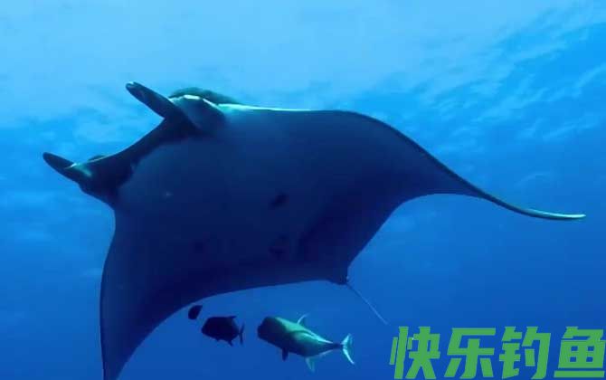 魔鬼鱼有毒吗(图4)
