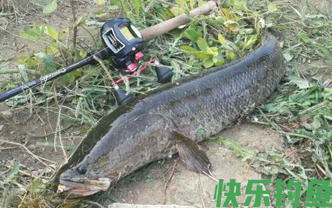 家里为什么不能养黑鱼(图2)