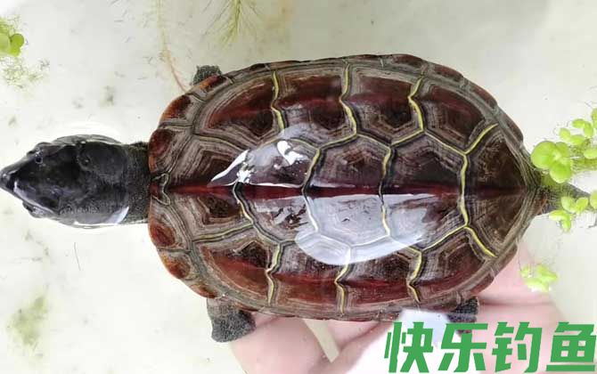 草龟是什么龟(图3)