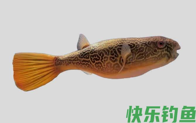 丘疹鲀是什么鱼(图1)