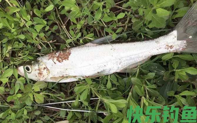 如何判断河里有翘嘴(图3)