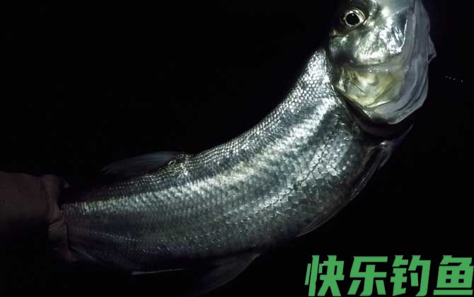 如何判断河里有翘嘴(图1)