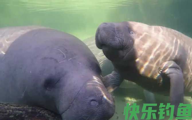 中国有海牛吗(图1)