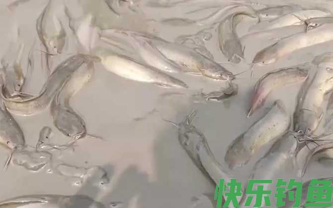 埃及胡子鲶是什么鱼(图3)