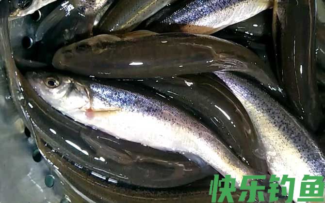 柳根鱼价格多少钱一斤(图2)
