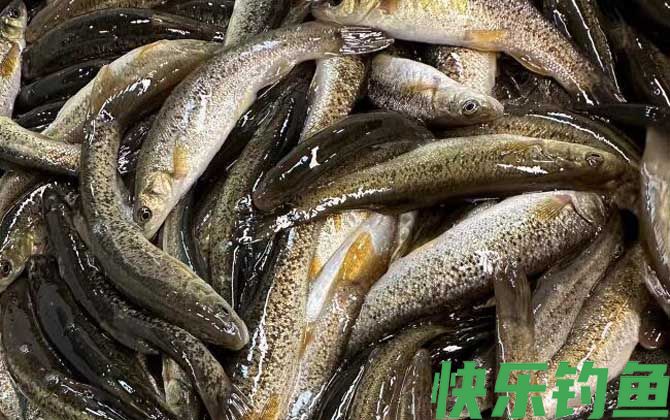 柳根鱼价格多少钱一斤(图1)