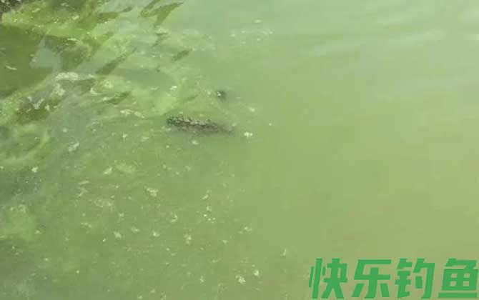 鱼塘水变绿的原因及解决方法(图3)